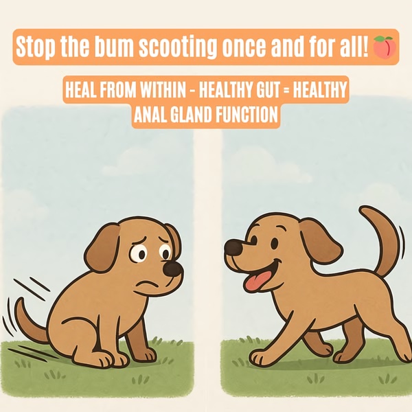 A split-screen illustration showing a dog scooting in discomfort on the left and a happy, healthy dog on the right, promoting a gut health supplement.